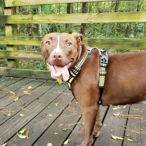 Meet your Posher, Shannon